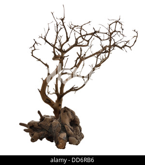 Dried Tree With Roots Isolated On White Stock Photo