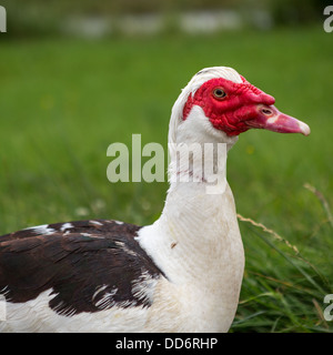 Profile of a domestic female Muscovy duck Stock Photo