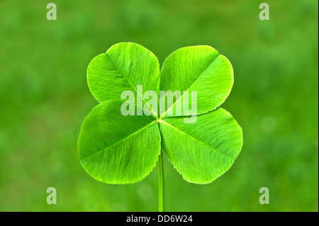 Four-leaf clover Stock Photo