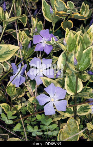 Greater/ Bigleaf/ Large / Blue/ Periwinkle Flower, variegated leaf variety -Vinca major-Family Apocynaceae Stock Photo