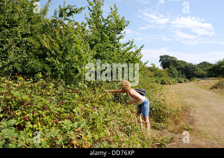 Woman picking wild summer blackberries from a bush Sussex UK Stock Photo