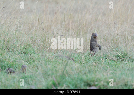 Banded Mongoose (Mungos mungo) standing in the grass Masai Mara - Kenya - East Africa Stock Photo