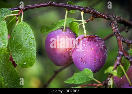 Two ripe red plums on the branch with dew droplets Stock Photo
