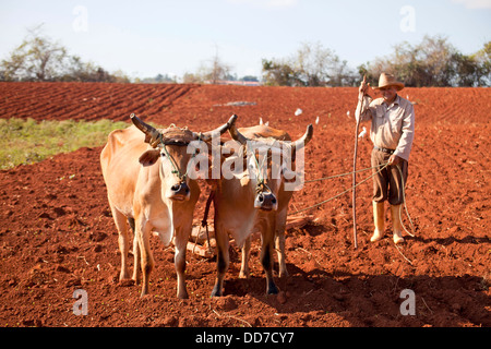 farmer with his traditional ox-drawn plough in the Vinales Valley, Vinales, Pinar del Rio, Cuba, Caribbean Stock Photo