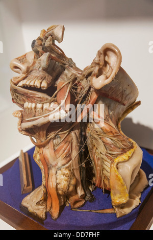 England, London, Wax Model of Dissected Head and Neck from The Royal London Hospital Cemetery Stock Photo