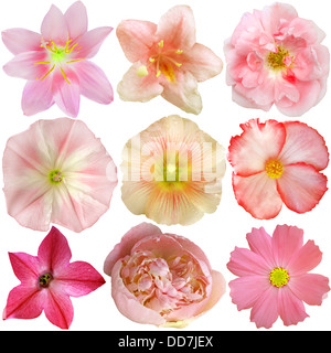 Set of Pink Flowers Isolated on White Stock Photo