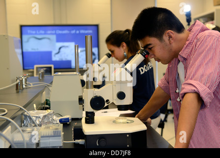 Developmental Biology lab in Yale Summer School. Students looks at C. elegans Mutants worm through microscope. Stock Photo