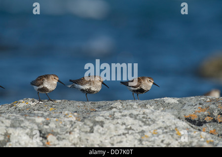 three dunlin, Calidris alpina, standing in a line upon lichen covered rock, sea in the background. Stock Photo