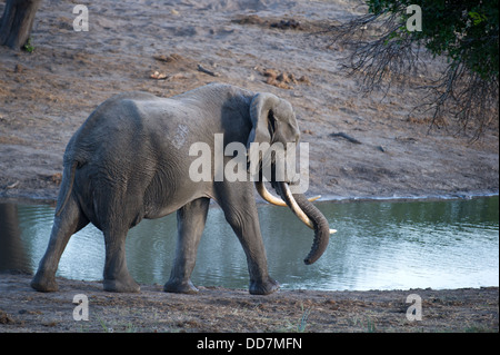 Big tusked bull African elephant ( Loxodonta africana africana) at a waterhole, Tembe Elephant Park, South Africa Stock Photo