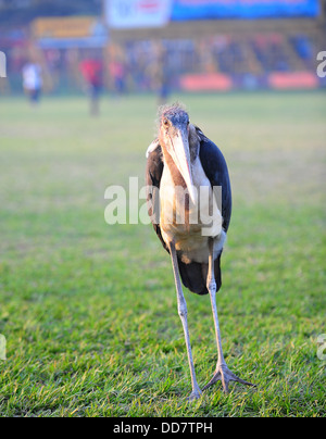 A marabou stork at Kyadondo Rugby Club, Kampala, Uganda Stock Photo - Alamy