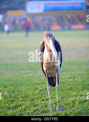 A Marabou Stork At Kyadondo Rugby Club, Kampala, Uganda Stock Photo - Alamy