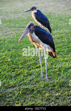 A marabou stork at Kyadondo Rugby Club, Kampala, Uganda Stock Photo - Alamy