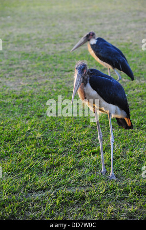 A marabou stork at Kyadondo Rugby Club, Kampala, Uganda Stock Photo - Alamy