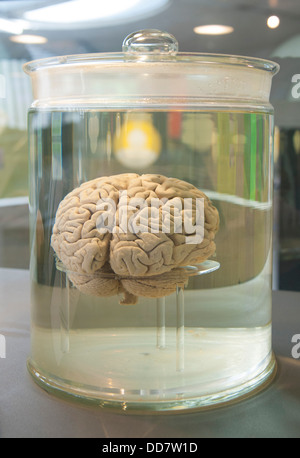 human brain in a Glass container filled with clear fluid Stock Photo