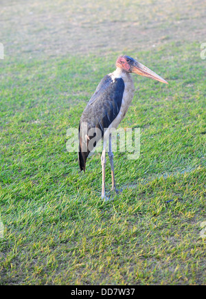 A marabou stork at Kyadondo Rugby Club, Kampala, Uganda Stock Photo - Alamy