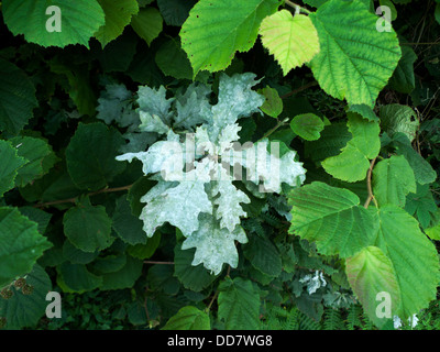 White powdery mildew Erysiphe alphitoides on oak leaf leaves growing in a hedgerow in summer Carmarthenshire Wales UK Great Britain   KATHY DEWITT Stock Photo