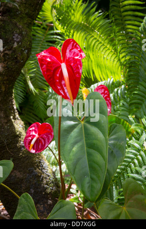 Red Anthurium, World Botanical Gardens & Waterfalls at Botanical World, Hamakua Coast, Island of Hawaii Stock Photo