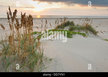 Sea Oats on Gulf of Mexico at South Padre Island, Texas, USA. Stock Photo