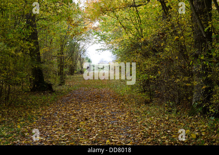 Country road with gate and autumn leaves Stock Photo