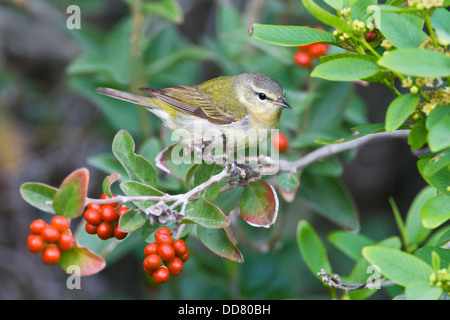 Tennessee Warbler (Vermivora peregrina) foraging for insects in fiddlewood, Texas, USA. Stock Photo