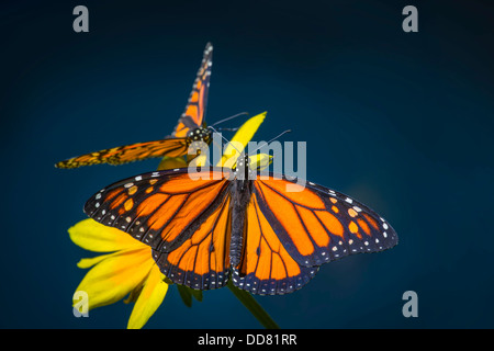 Two Monarch Butterflies Resting On Yellow Flower Stock Photo
