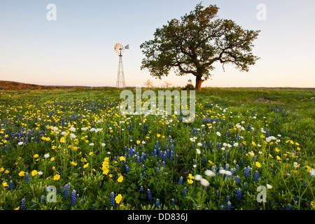 Wildflowers and windmill in the Texas hill country. Stock Photo