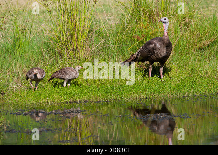 Wild Turkey (Meleagris gallopavo) female and young, Texas, USA. Stock Photo