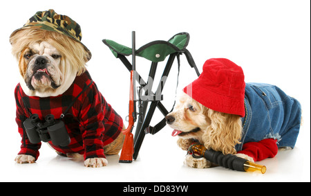 hunting dogs - american cocker spaniel and english bulldog dressed up like hunting dogs isolated on white background Stock Photo