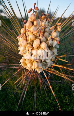 Yucca (Yucca sp.) blooming in Texas hill country. Stock Photo