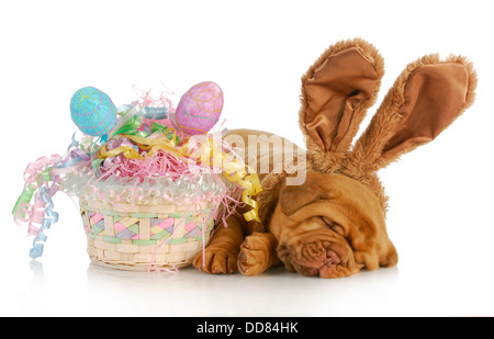easter dog - dogue de bordeaux wearing bunny ears laying beside easter basket - four weeks old Stock Photo