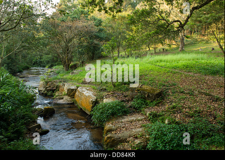river, Dlinza forest, Eshowe, South Africa Stock Photo