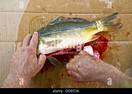 Fresh carp fish preparing for cooking. Stock Photo