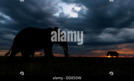 Bull elephants at sunset Kicheche Masai Mara Africa Stock Photo
