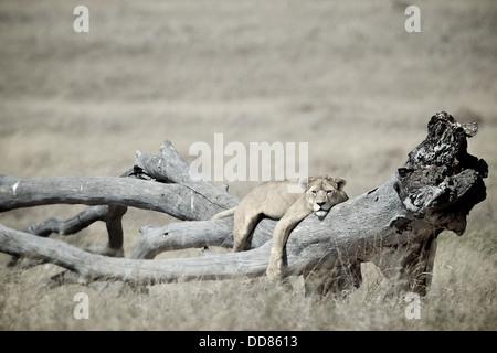 Lion lays on a tree Serengeti . Tanzania. Africa Stock Photo