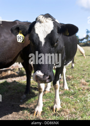 dh  TARANAKI NEW ZEALAND Dairy cow close up face head only Stock Photo