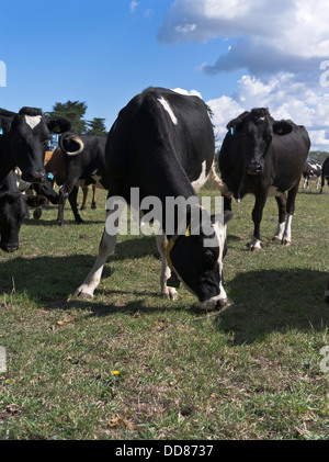 dh  TARANAKI NEW ZEALAND Dairy cows grazing close up cow field Stock Photo