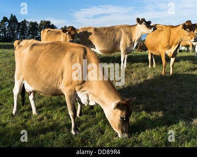 dh Jersey Cow COW NZ Dairy cows cattle herd New Zealand Taranaki Stock Photo
