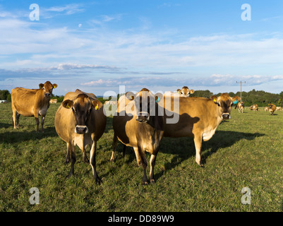 dh Jersey Cow COW NZ Dairy cows cattle herd New Zealand Taranaki Stock Photo