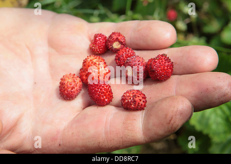 Picking harvesting wild strawberries, natural healthy organic foraged foraging food, garden gardening, UK Stock Photo