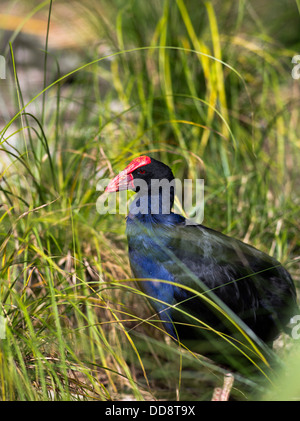 dh Pukeko BIRDS NEW ZEALAND Purple Swamphen Porphyrio porphyrio melanotus swamp hen bird wild wildlife Stock Photo