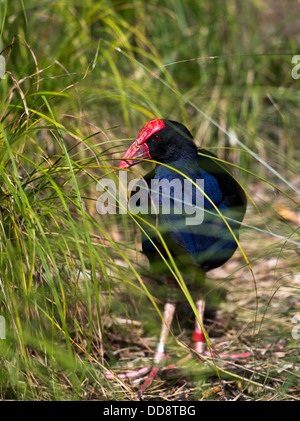 dh Pukeko BIRDS NEW ZEALAND Purple Swamphen Porphyrio porphyrio melanotus wildlife wild native bird Stock Photo