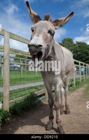 A donkey / mule with one tooth neighing and opening his mouth wide and shaking his head in a funny / amusing way. Stock Photo