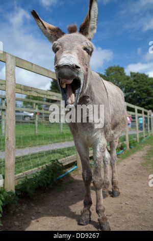 A donkey / mule with one tooth neighing and opening his mouth wide and shaking his head in a funny / amusing way. Stock Photo