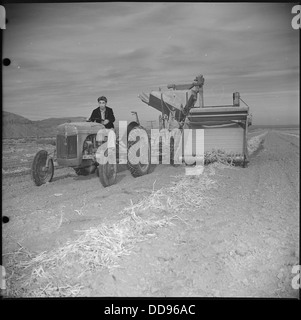 Heart Mountain Relocation Center, Heart Mountain, Wyoming. Eichi Sakauye, resident of Heart Mountai . . . - - 539473 Stock Photo