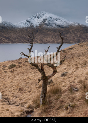 A view of the mountain Gairich, framed by a dead tree on the shores of Loch Quoich, North-West Highlands, Scotland, UK Stock Photo
