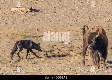 Black Wolf from Mollie's Pack stalking Bison. Yellowstone National Park, Wyoming, USA. Stock Photo