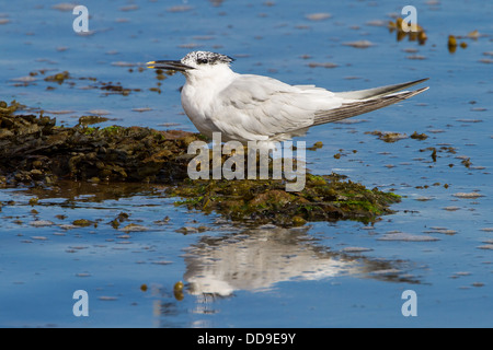 Sandwich Tern, Sterna sandvicensis, moulting into winter plumage Stock Photo