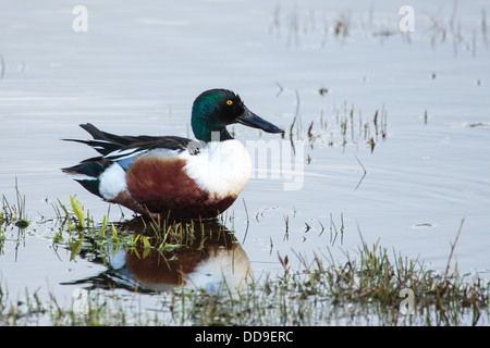 Northern Shoveler, Anas clypeata, drake Stock Photo