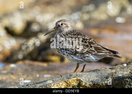 Purple Sandpiper Calidris maritima in breeding plumage Stock Photo