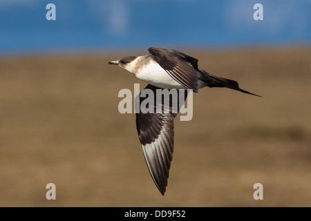 Pale phase Arctic Skua, Stercorarius parasiticus Stock Photo